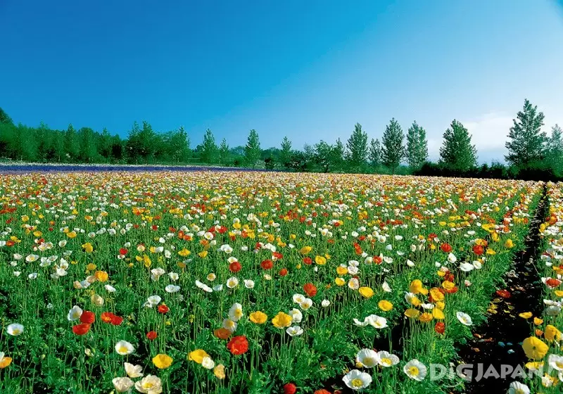 A brightly colored flower field