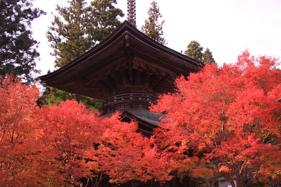 色で楽しむ日本の絶景 Vol 1 秋から冬に見られる絶景 Digjapan
