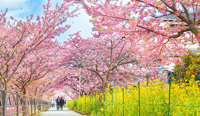 The Early Blooming Sakura of Kawazu
