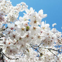 10 Must-See Sakura Spots in Tokyo