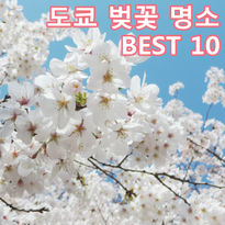 도쿄 벚꽃 명소 BEST10