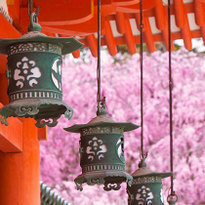 春風にふかれながらぶらり　京都の美しい桜スポット10選