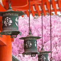 10 Must-See Sakura Spots in Kyoto