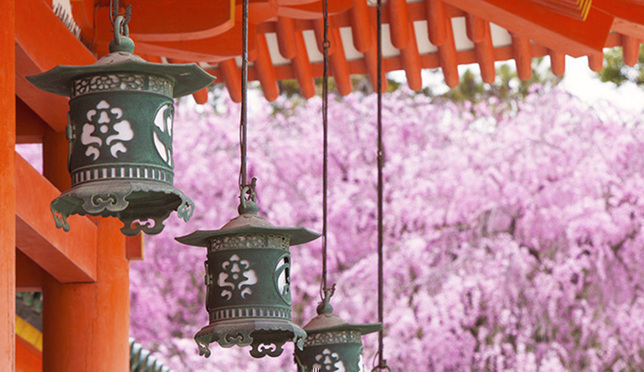 春日限定！京都10大賞櫻景點