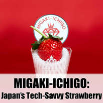 MIGAKI-ICHIGO: Japan&#039;s Tech-Savvy Strawberry