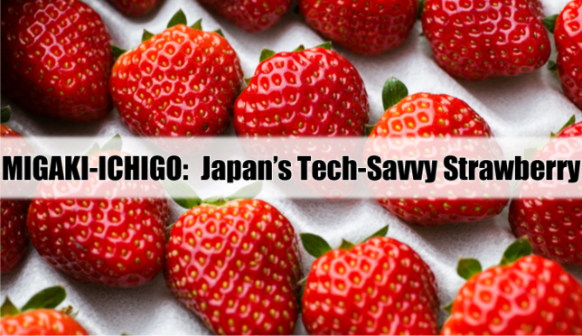 MIGAKI-ICHIGO: the Tech-Savvy Strawberry