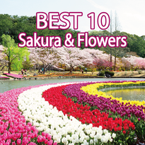 ดีงาม~10 สถานที่ชมซากุระพร้อมทุ่งดอกไม้