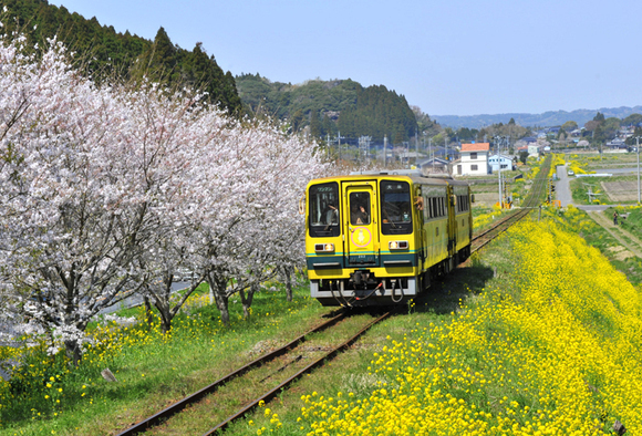 The Moomin train is surrounded by na no hana and sakura