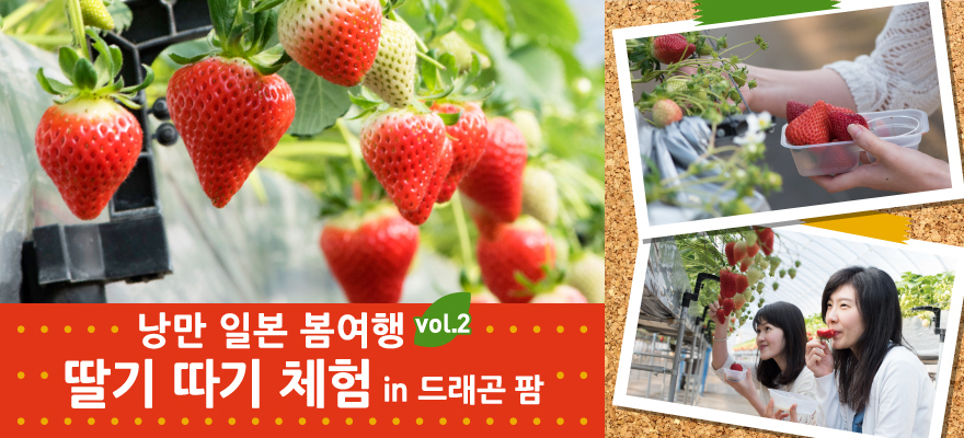 낭만 일본 봄여행: 딸기 따기 체험 in 드래곤 팜