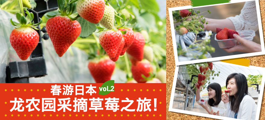 春游日本vol.2 龙农园采摘草莓之旅！