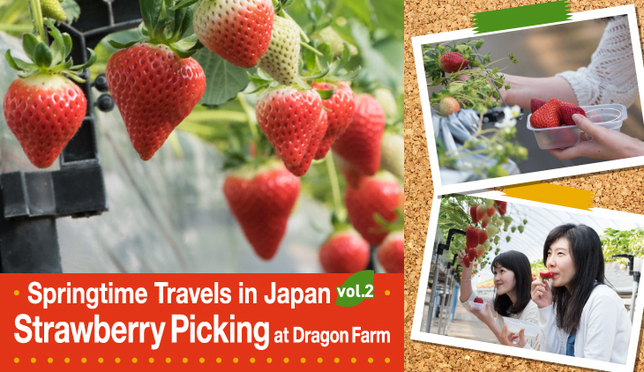 Springtime Travels in Japan vol.2 Strawberry Picking at Dragon Farm!