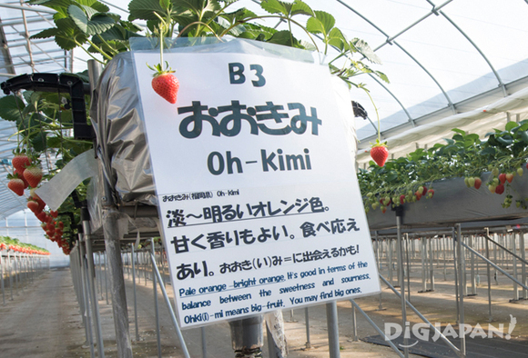Explanations about the strawberries written in English.