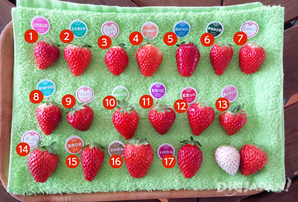 All the different strawberries.