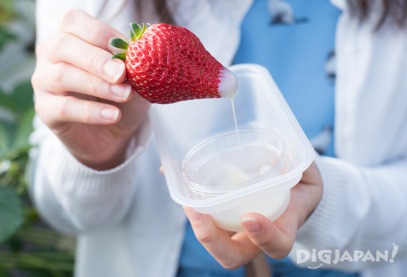 A strawberry dipped on condensed milk at Dragon Farm