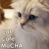 Cat Cafe MoCHA