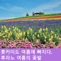 홋카이도의 여름에 빠지다, 후라노의 여름 꽃밭