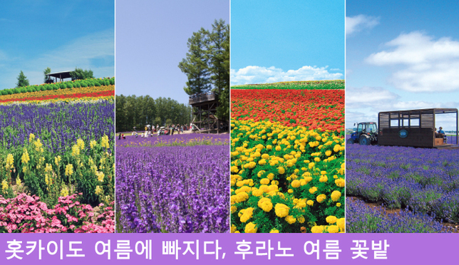 홋카이도의 후라노의 여름 꽃밭 대컨
