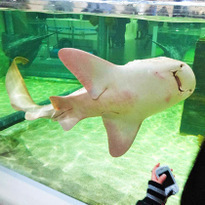 NIFREL พิพิธภัณฑ์สัตว์น้ำสุดแนว!!! แหล่งบันเทิงใหม่ของโอซาก้า