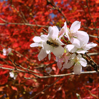 Sakura and Fall Foliage: Obara Shikizakura in Aichi Prefecture
