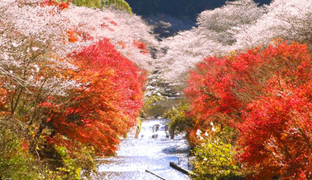Sakura and Fall Foliage: Obara Shikizakura in Aichi Prefecture