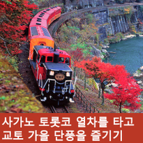 가을 교토 여행 추천 사가노 토롯코 열차 타고 단풍 즐기기
