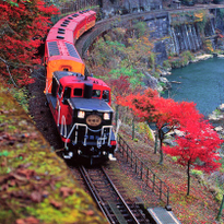 ชมวิวใบไม้แดงในเกียวโต ด้วยรถไฟสายโรแมนติก Sagano Romantic Train!