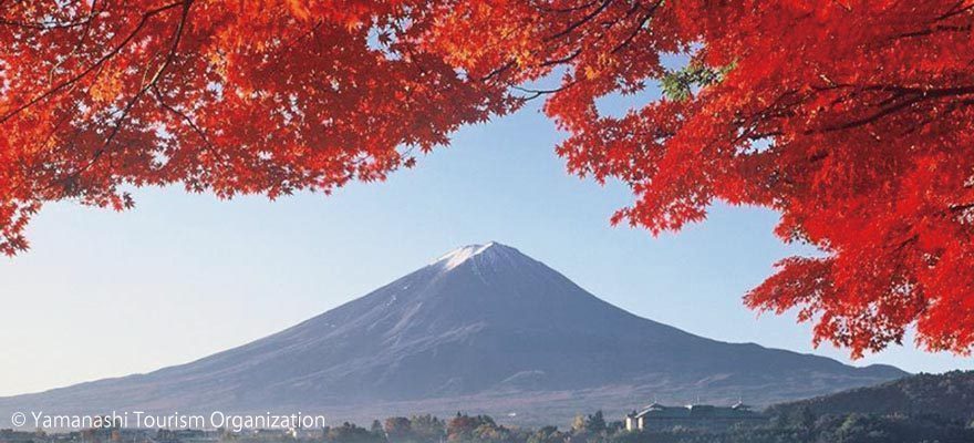 Fuji Kawaguchiko Autumn Leaves Festival