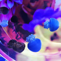 Fantastic Jellyfish: Mika Ninagawa's Collaboration with Sumida Aquarium