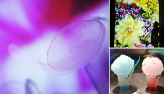 Fantastic Jellyfish: Mika Ninagawa's Collaboration with Sumida Aquarium