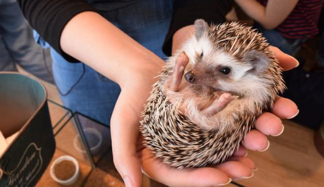 Get Some Quality Time with Hedgehogs at HARRY, a Hedgehog Cafe in Roppongi