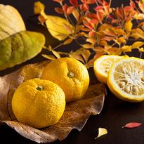 Yuzu, Japan&#039;s Favourite Citrus Fruit