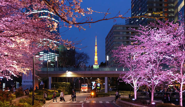 รีวิวสถานที่ชมซากุระสุดประทับใจในโตเกียว Roppongi