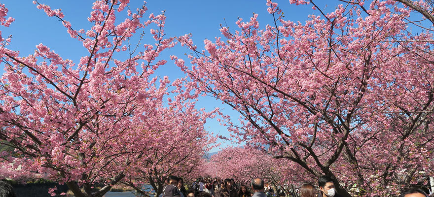 일본에서 가장 먼저 피는 카와즈 벚꽃이 피는 벚꽃축제에 가요