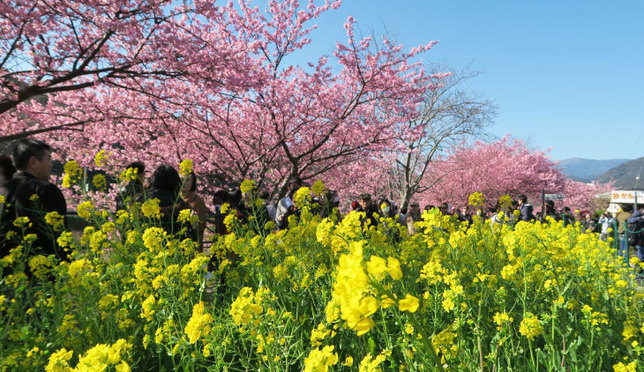 河津桜でひと足早く春を満喫しよう