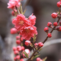Great Spots for Plum Blossoms in Kansai