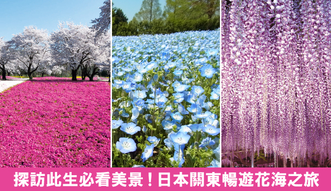 芝櫻、藍色琉璃唐草、紫藤花！到日本探訪此生必看絶美花海！