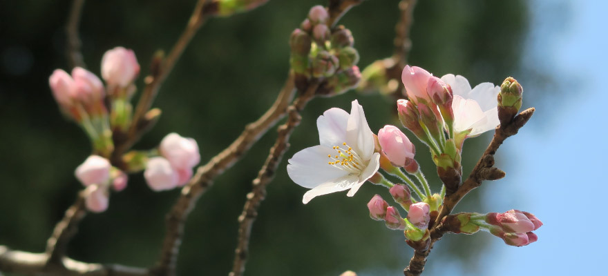 春旅前に必見 17年日本全国桜開花予想 Digjapan