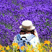 The lavender fields at Farm Tomita: The scenery you should see once in your life