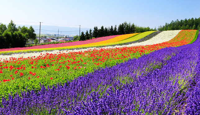 The lavender fields at Farm Tomita: The scenery you should see once in your life