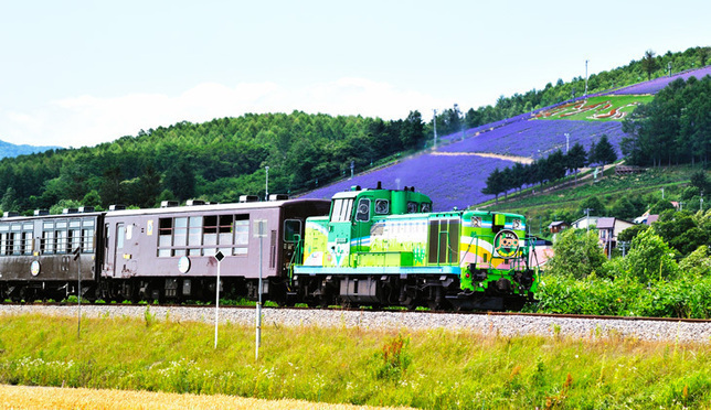 여름 홋카이도 필수 명소 라벤더 꽃밭, 여름 한정 열차 [후라노・비에이 노롯코 호]를 타고 가요!