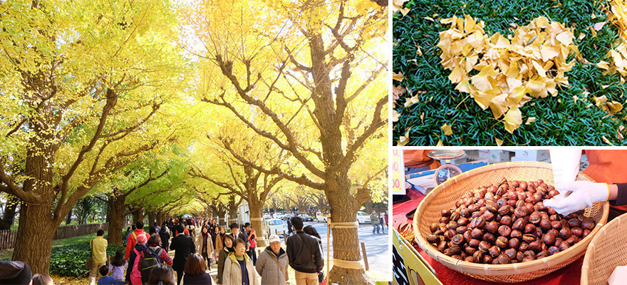 A Photo Report From Icho Namiki Avenue, a Must-Go Spot for Autumn Leaves in Tokyo