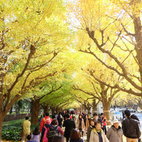 美！東京神宮外苑銀杏大道、一年一度的唯美金黃色世界！