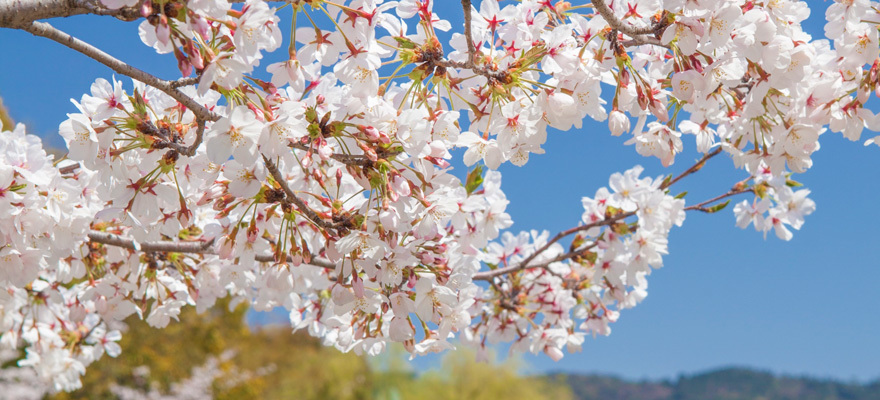 2018年 日本全国桜の開花予想！東京・京都は3月22日予定