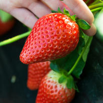 當季日本草莓吃到飽！栃木縣草莓之里採草莓體驗！