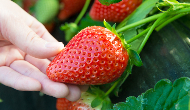 当季草莓随便吃！栃木县草莓采摘体验