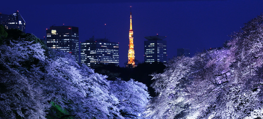 แนะนำ 6 สุดยอดสถานที่ชมซากุระในโตเกียวประจำปี!