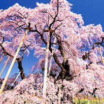 一生に一度は見てほしい！北海道＆東北 桜の絶景14選