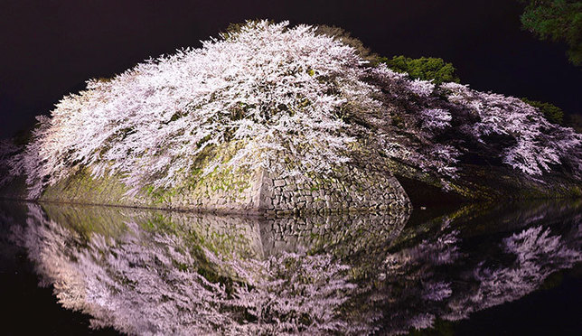 春天日本关西地区8大赏樱花景点