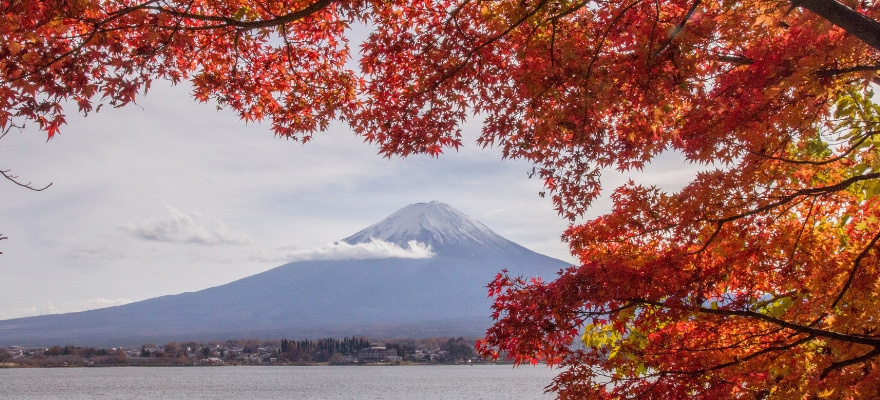 วิวภูเขาไฟฟูจิสุดปังกับใบไม้เปลี่ยนสีที่คาวากุจิโกะ