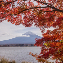 Iconic Views of Mount Fuji: Fuji Kawaguchiko Autumn Leaves Festival